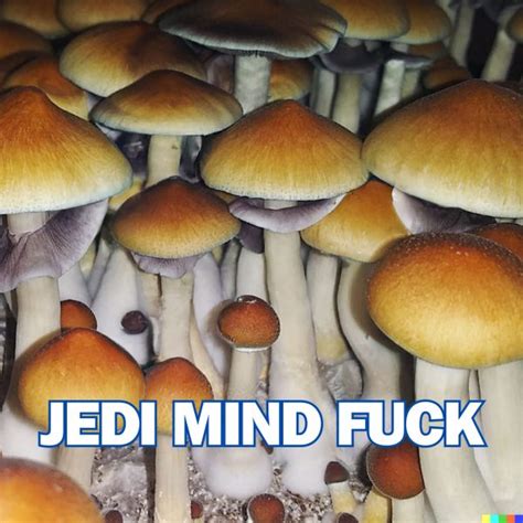 jedi mind fuck effects|Jedi Mind Fuck Magic Mushroom Strain: Everything You Need To。